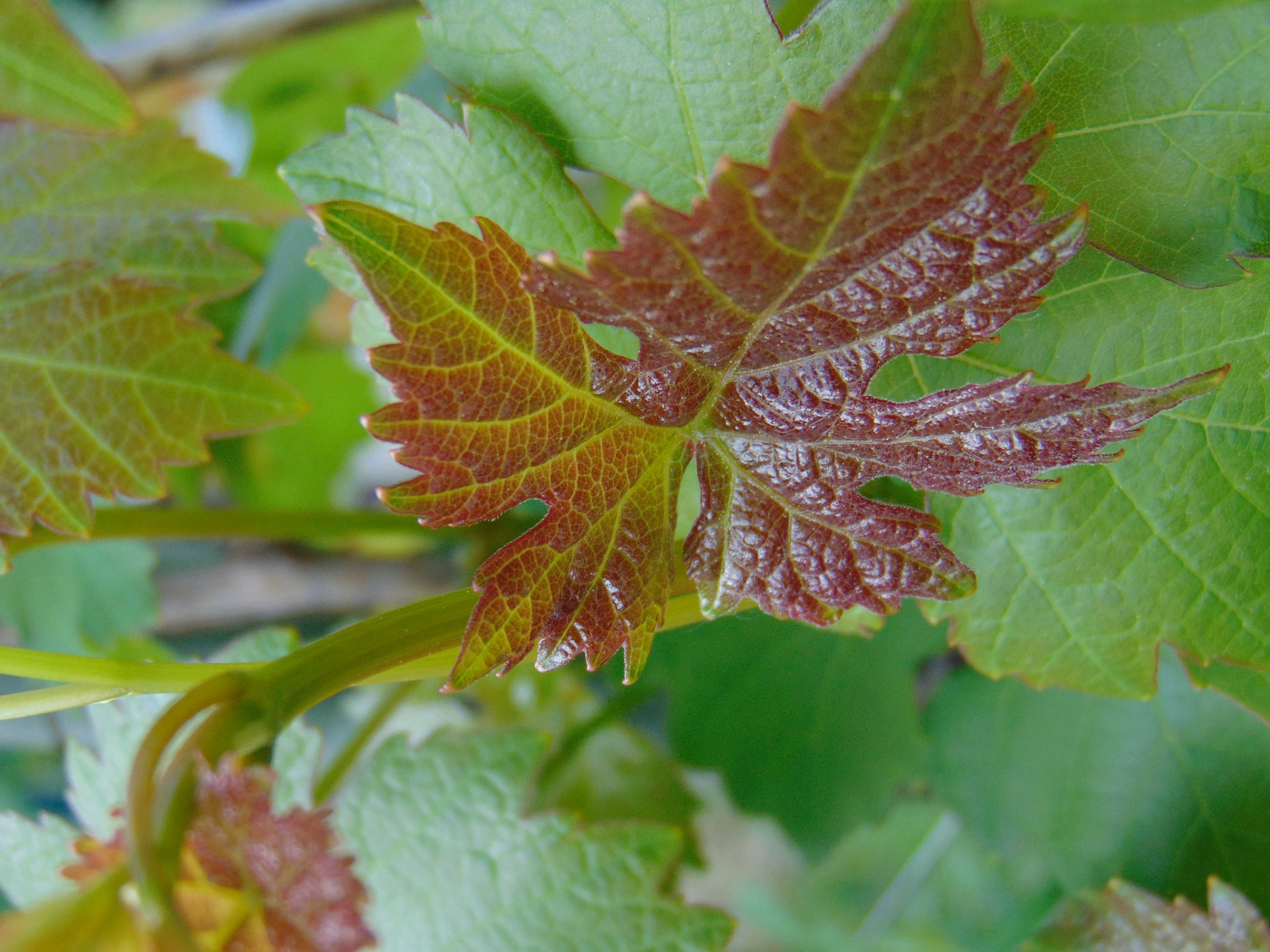 Pousse de Vigne