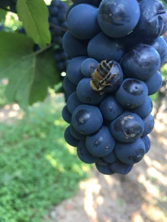 Abeilles sur grappe